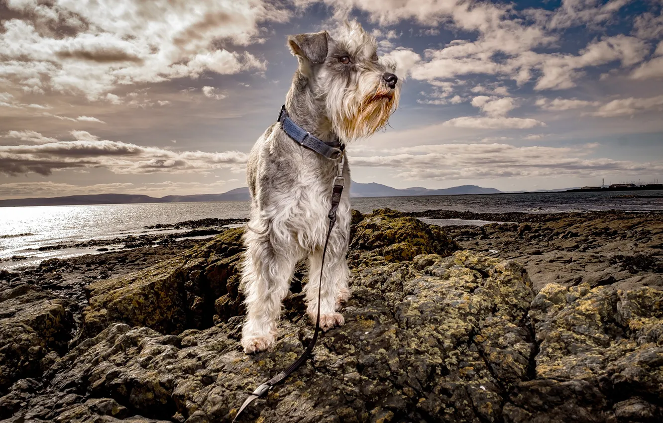 Photo wallpaper sea, the sun, clouds, coast, leash, collar, strap, Schnauzer