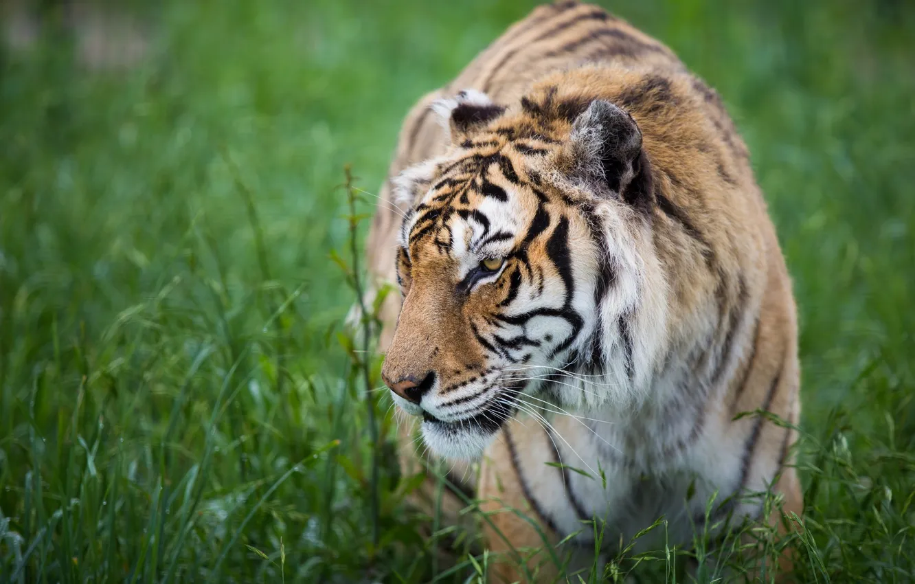 Photo wallpaper face, tiger, predator, profile, wild cat