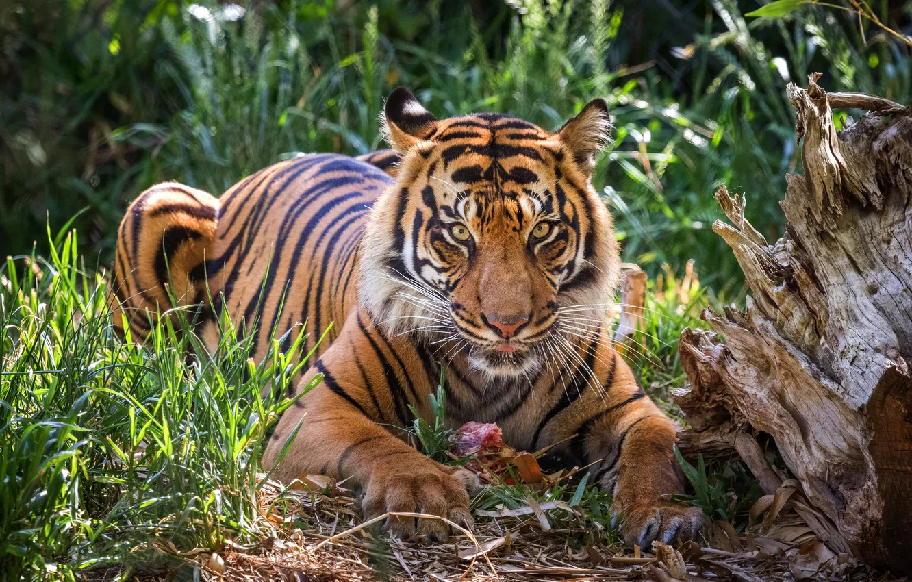 Photo wallpaper grass, look, face, light, tiger, predator, meat, lies