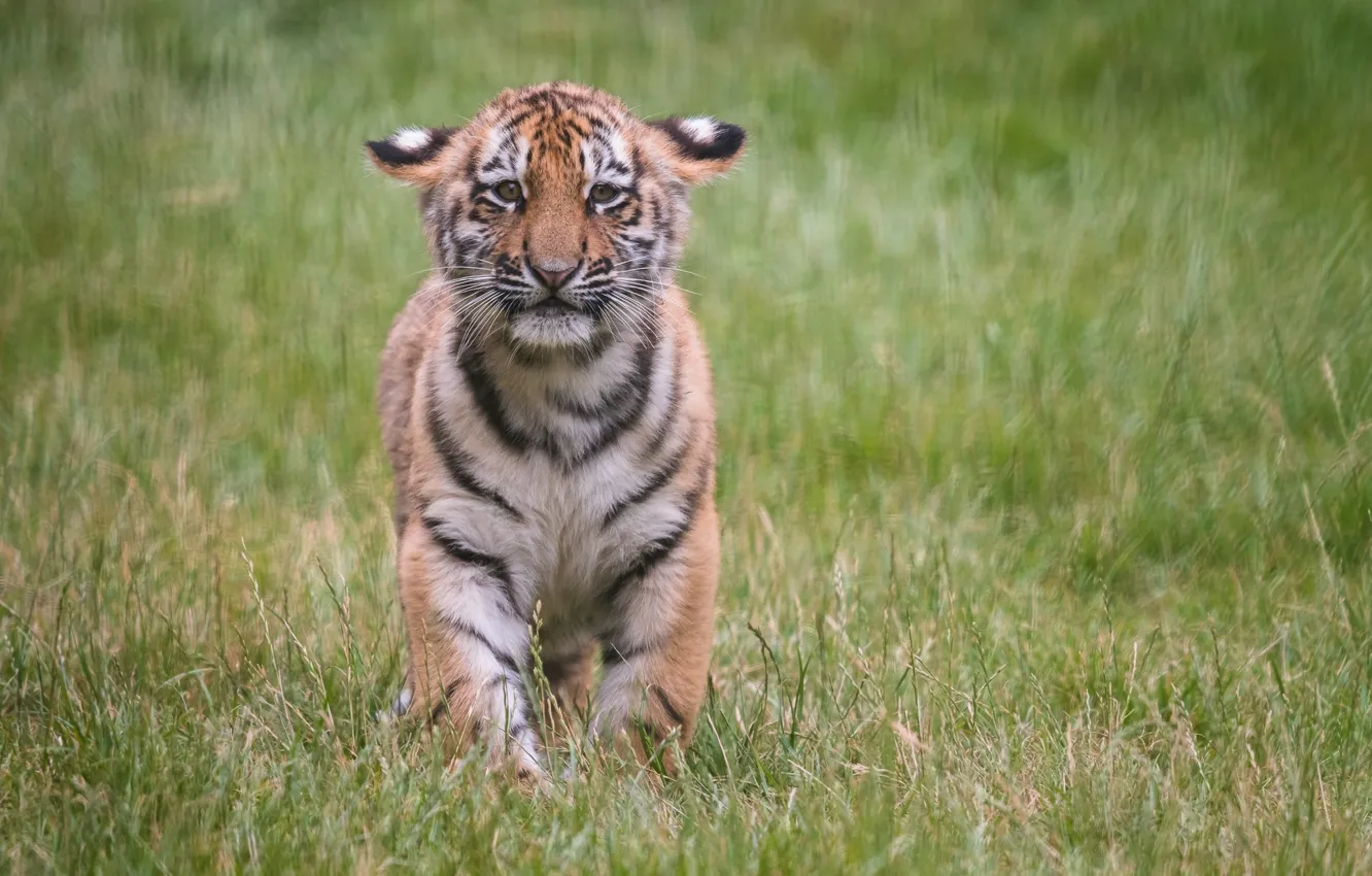 Photo wallpaper grass, cub, kitty, tiger