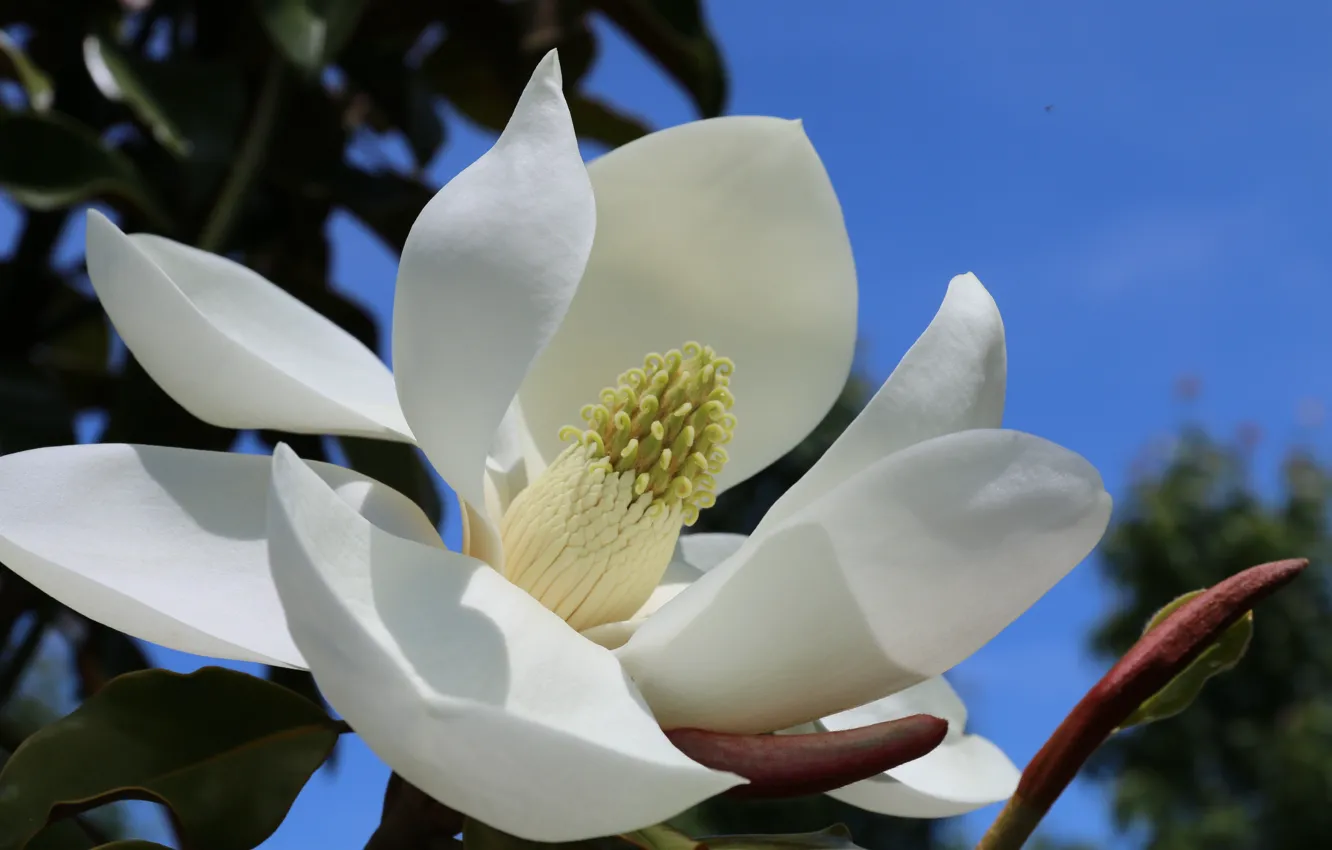Photo wallpaper flower, the sky, macro, background, stamens, white petals, Magnolia, Magnolia Grandiflora