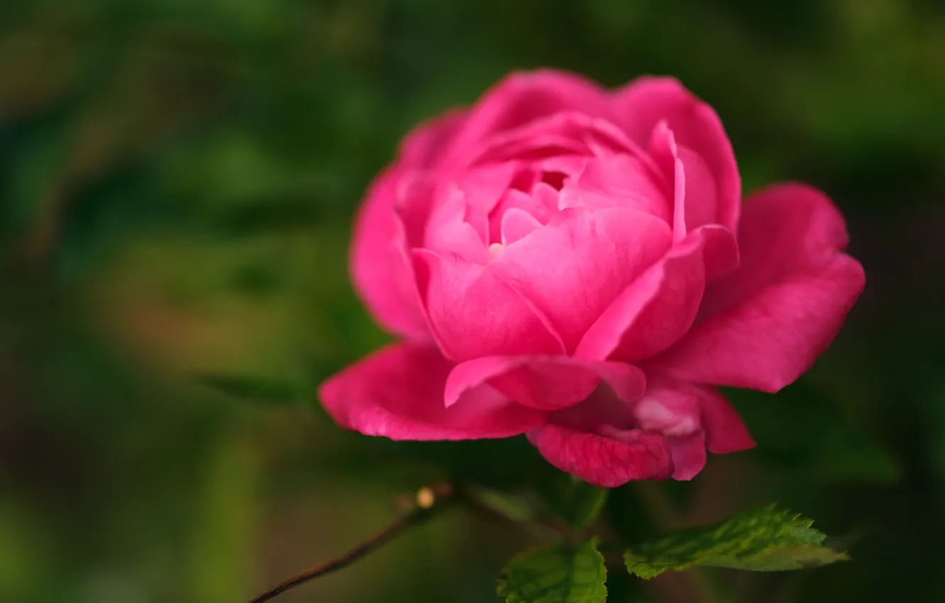 Photo wallpaper leaves, macro, flowers, roses, blur, pink, buds, blur