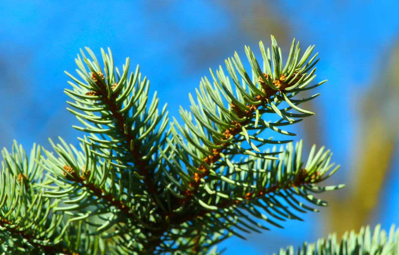 Photo wallpaper plant, spruce, twig