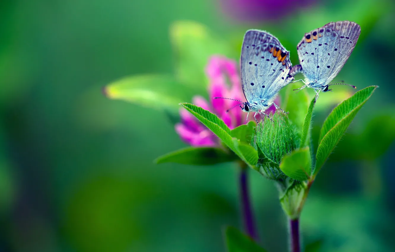 Photo wallpaper branches, photo, butterfly