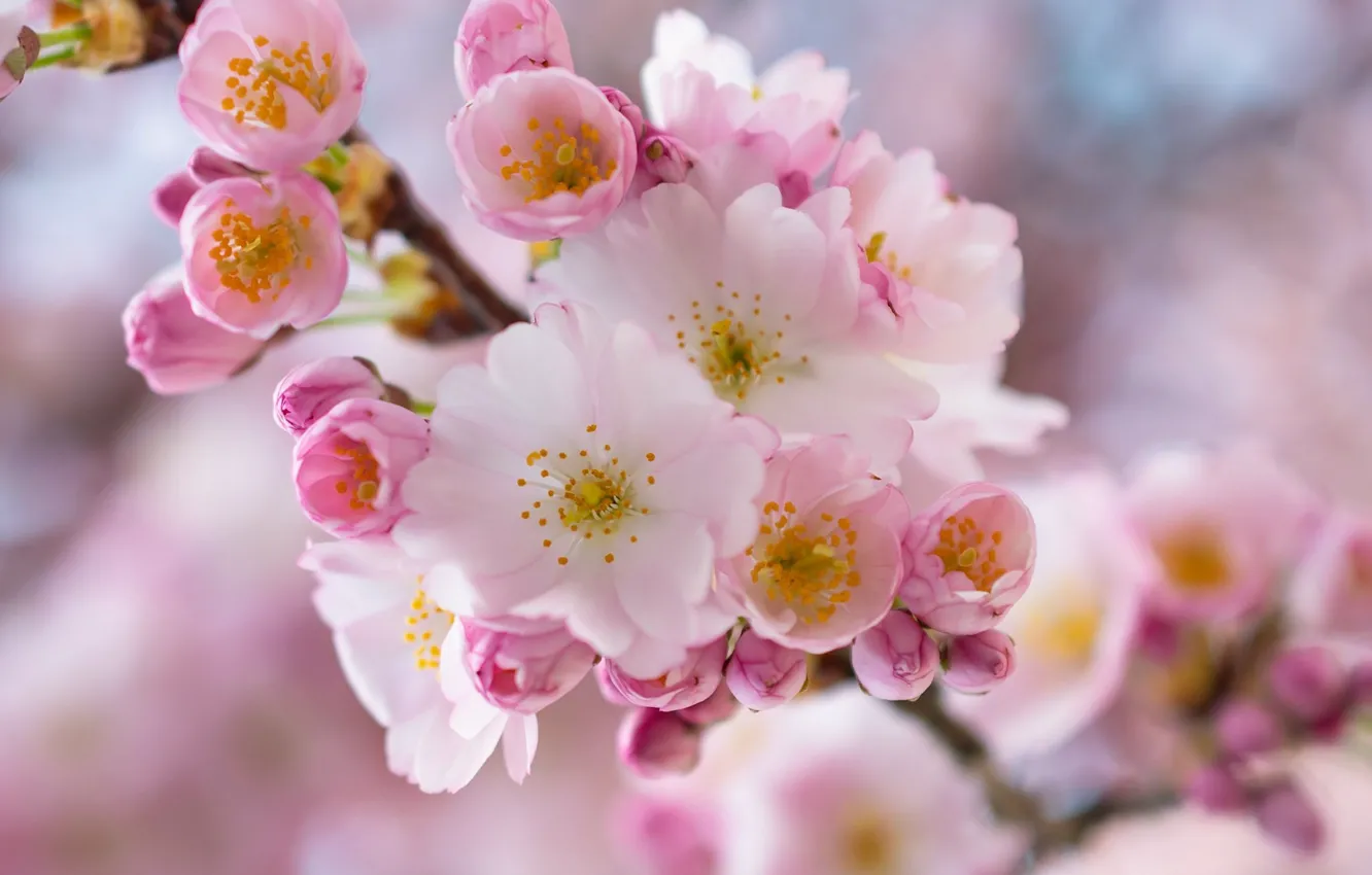Photo wallpaper macro, cherry, branch, spring, flowering, flowers, branch of cherry