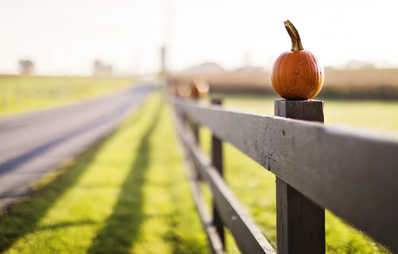 Photo wallpaper road, the fence, pumpkin
