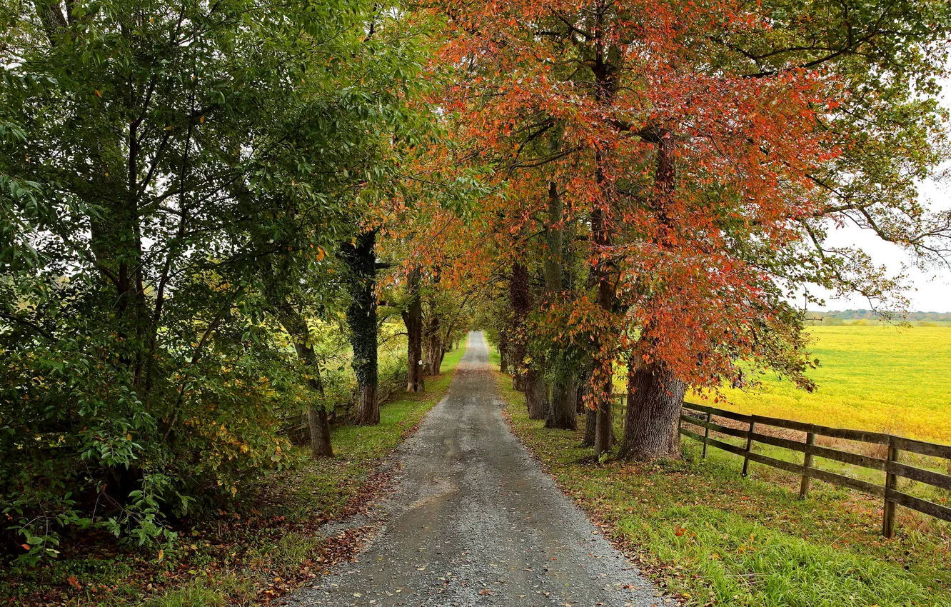 Photo wallpaper road, autumn, nature