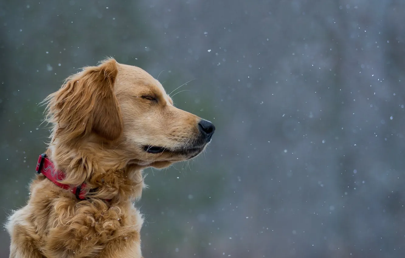 Photo wallpaper look, each, dog