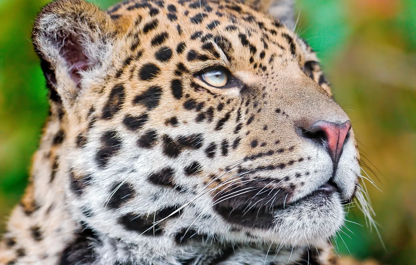 Photo wallpaper mustache, look, face, Jaguar, looking up, Wallpaper 4x3