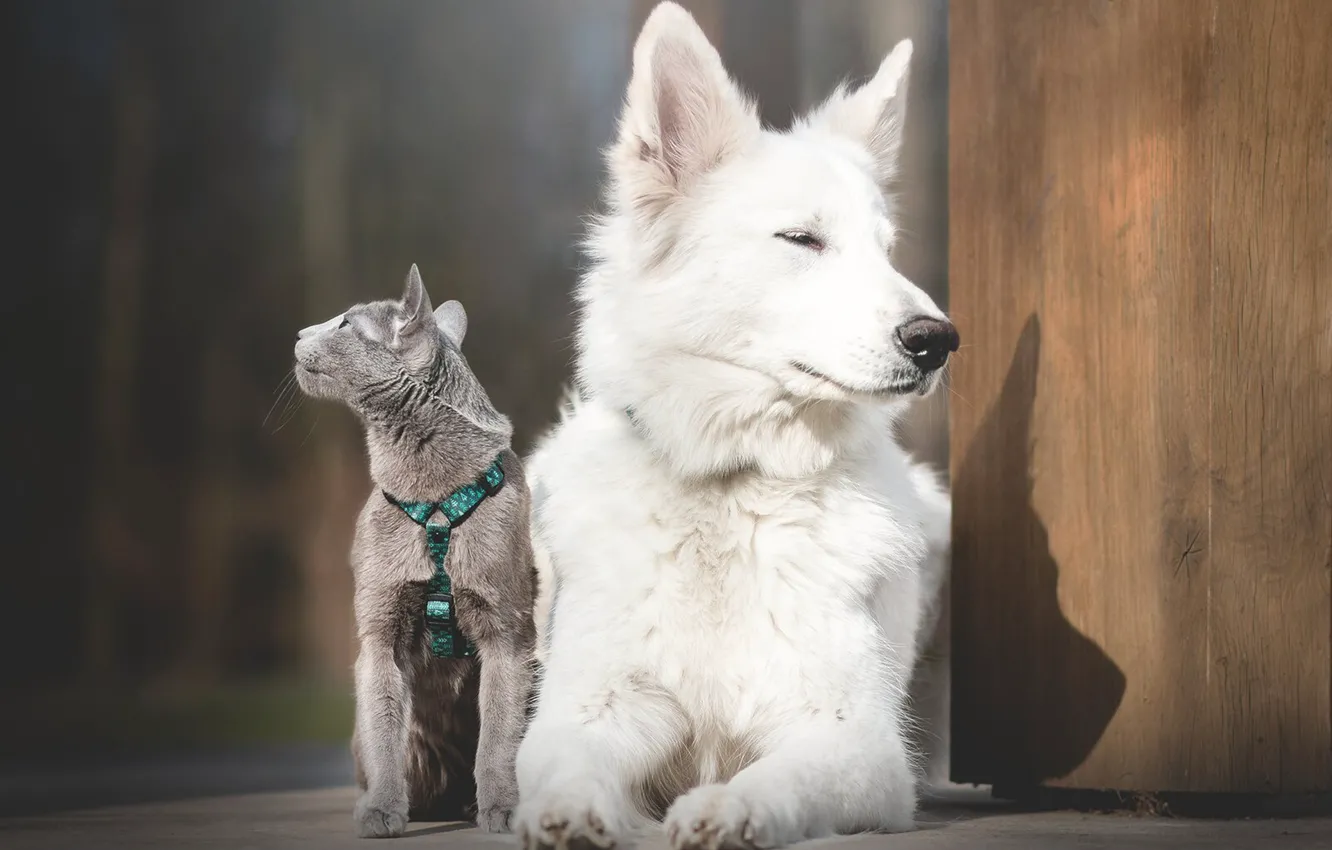 Photo wallpaper cat, dog, The white Swiss shepherd dog, The Russian blue cat