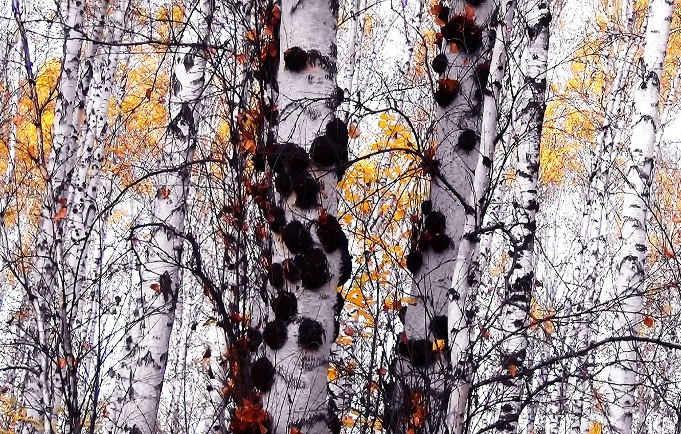 Photo wallpaper autumn, nature, birch, chaga, forest.Siberia