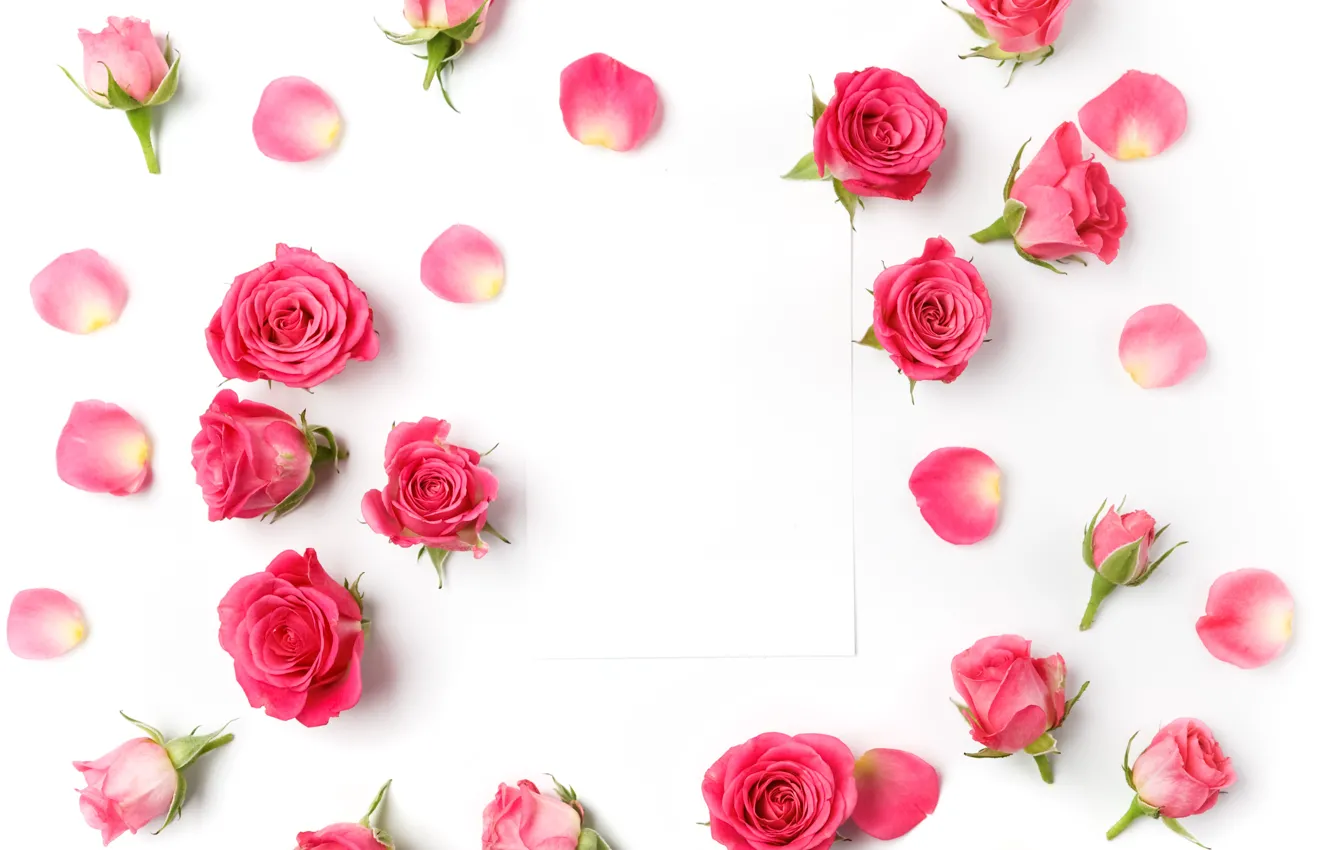 Photo wallpaper roses, buds, pink, flowers, romantic, roses