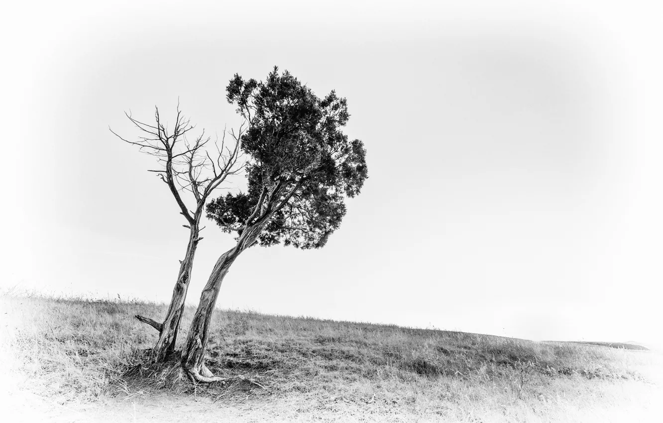 Photo wallpaper field, background, tree