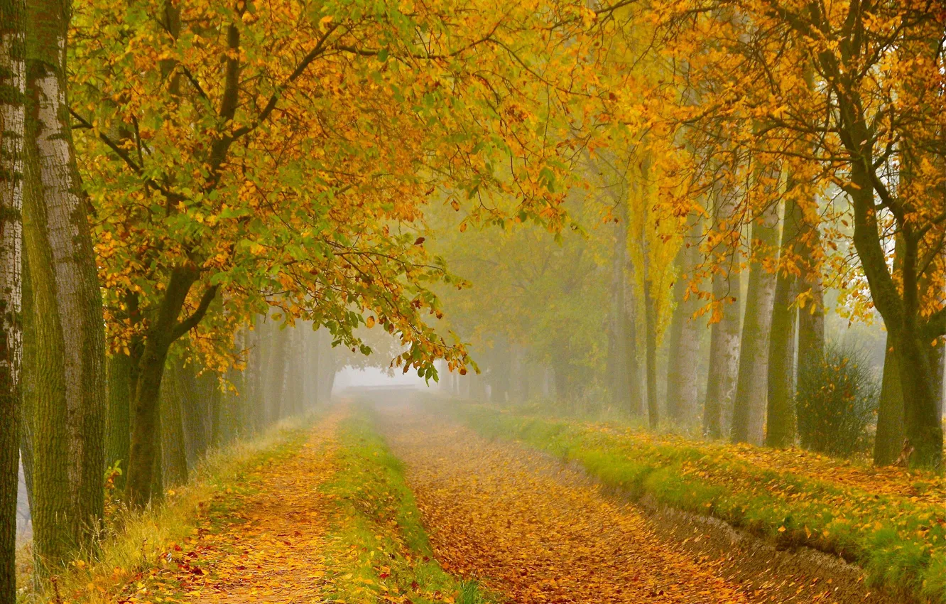 Photo wallpaper road, autumn, forest, leaves, trees, branches, yellow, nature