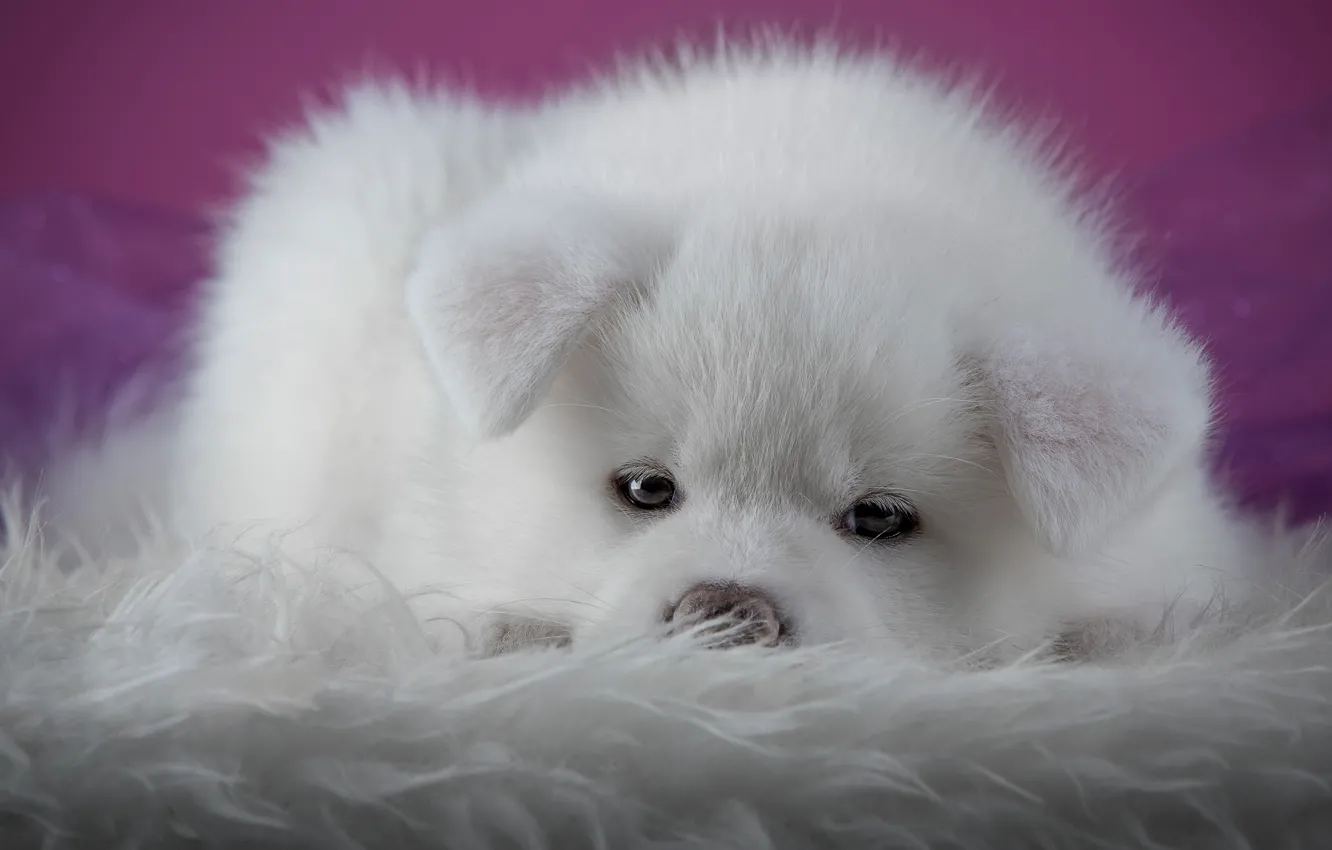 Photo wallpaper white, look, close-up, background, pink, dog, puppy, lies