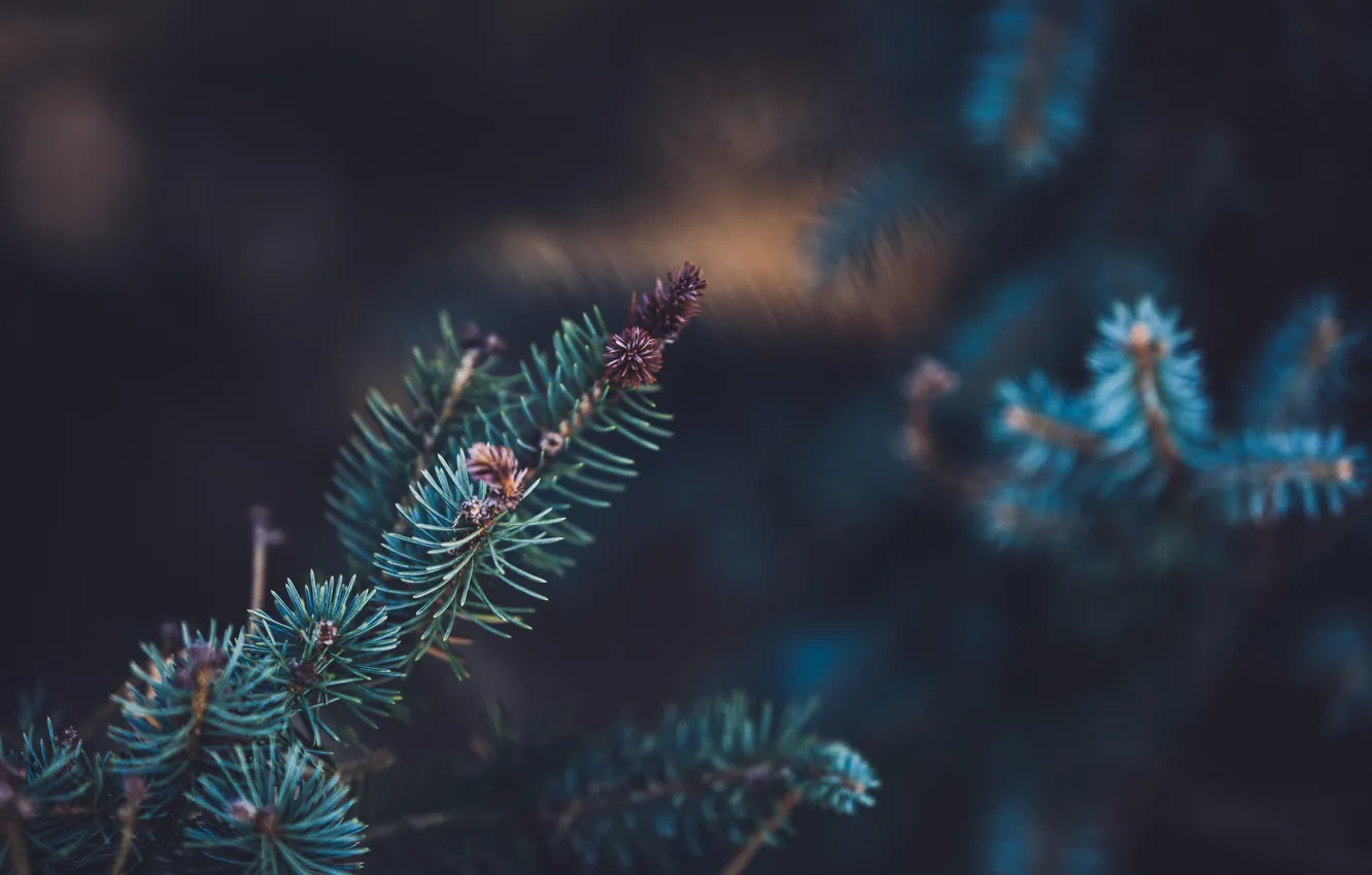 Photo wallpaper needles, tree, spruce, green