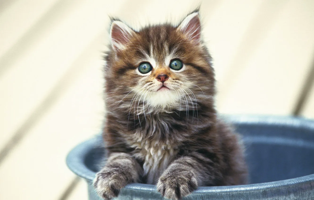 Photo wallpaper fluffy, small, kitty, in the bucket
