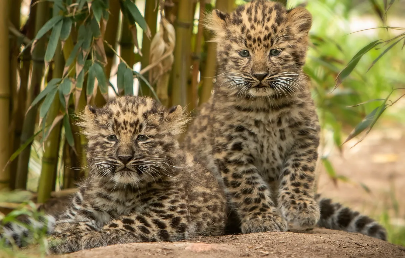 Photo wallpaper kittens, a couple, leopards, cubs