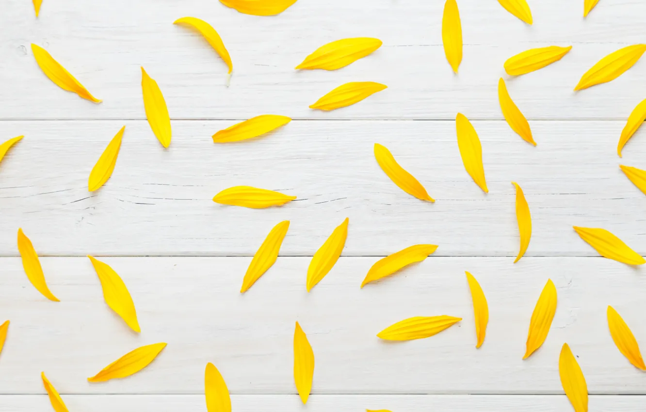 Photo wallpaper yellow, texture, petals, white background