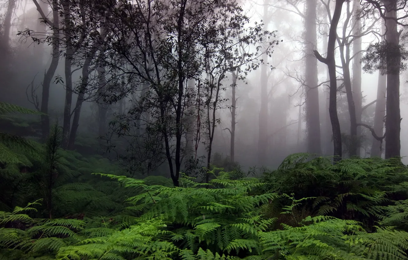Photo wallpaper forest, trees, fog, fern