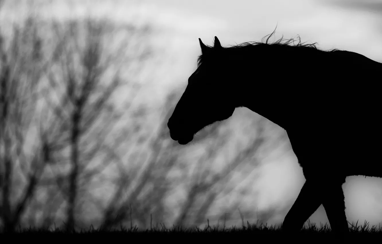 Photo wallpaper horse, horse, black and white, silhouette, profile