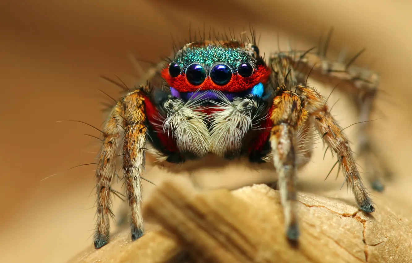 Photo wallpaper macro, spider, insect, Colorful Jumping Spider