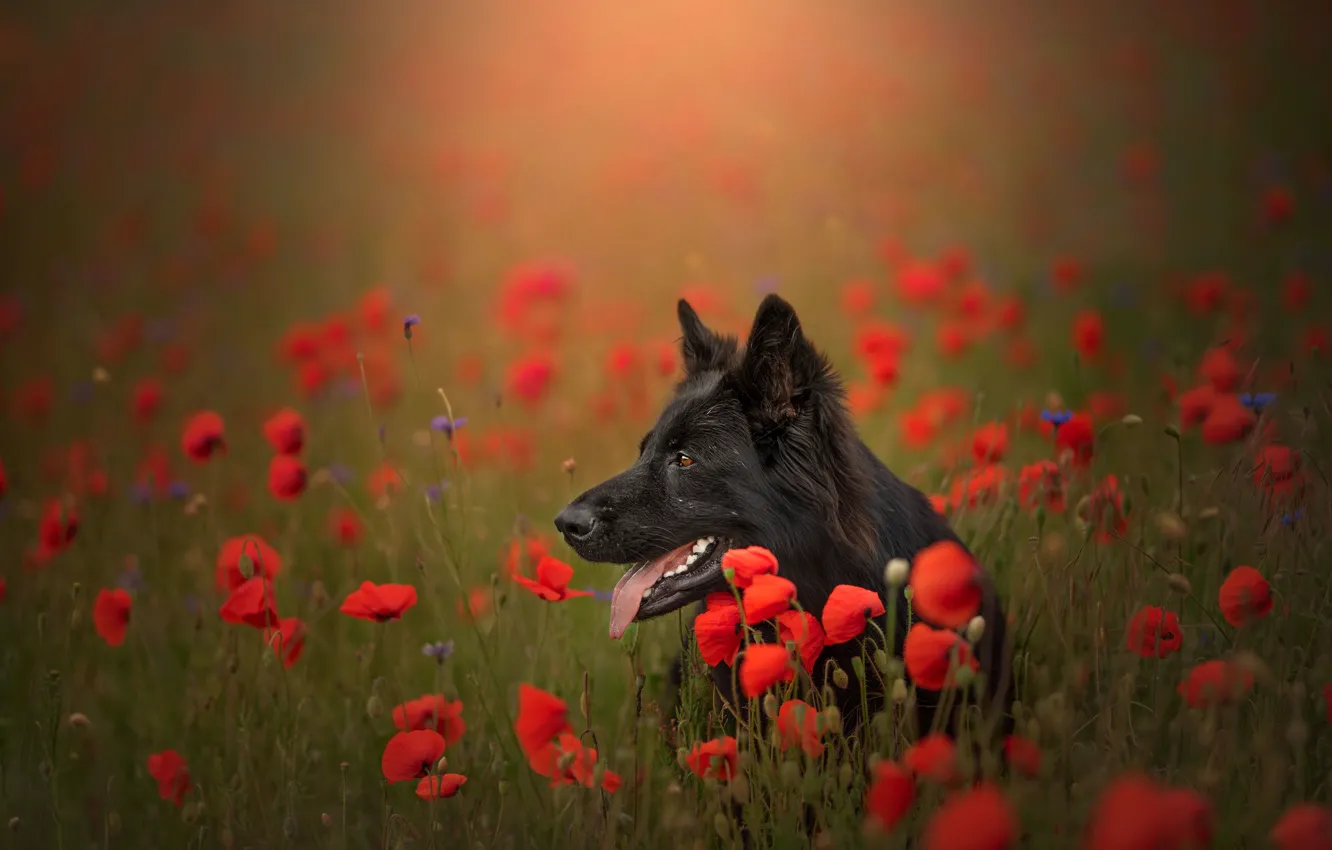 Photo wallpaper language, face, flowers, Maki, meadow, bokeh, German shepherd. dog