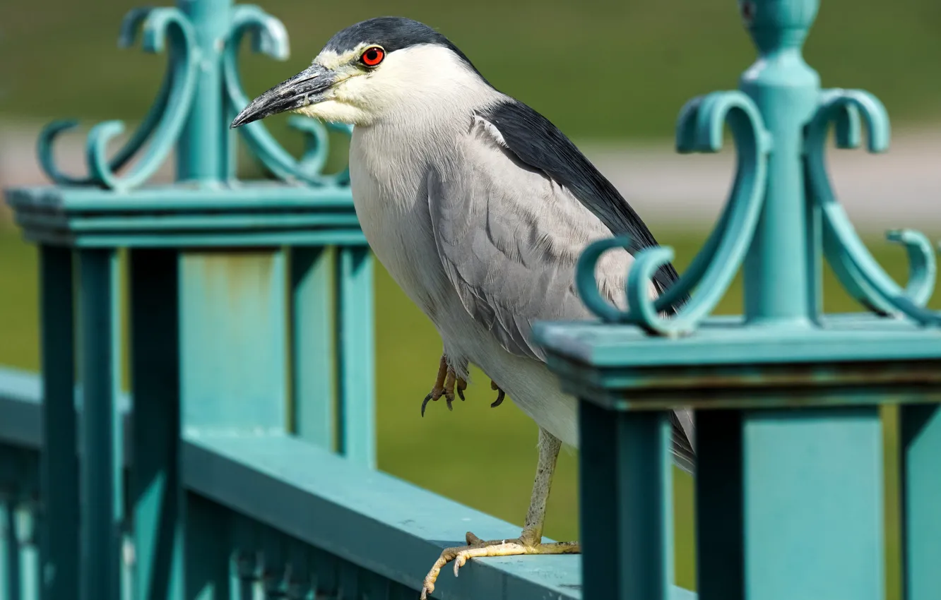 Photo wallpaper bird, common Heron, night Heron