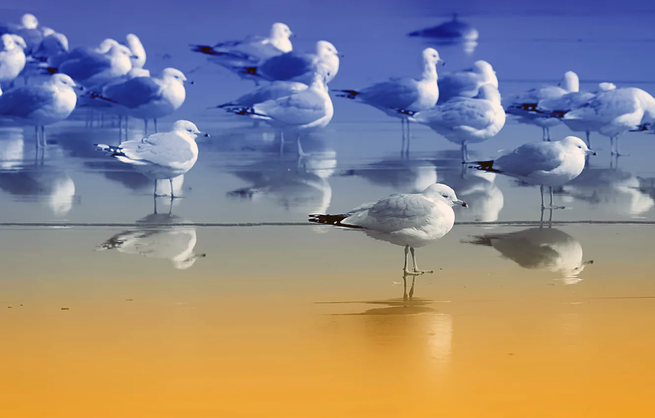 Photo wallpaper nature, bird, shore