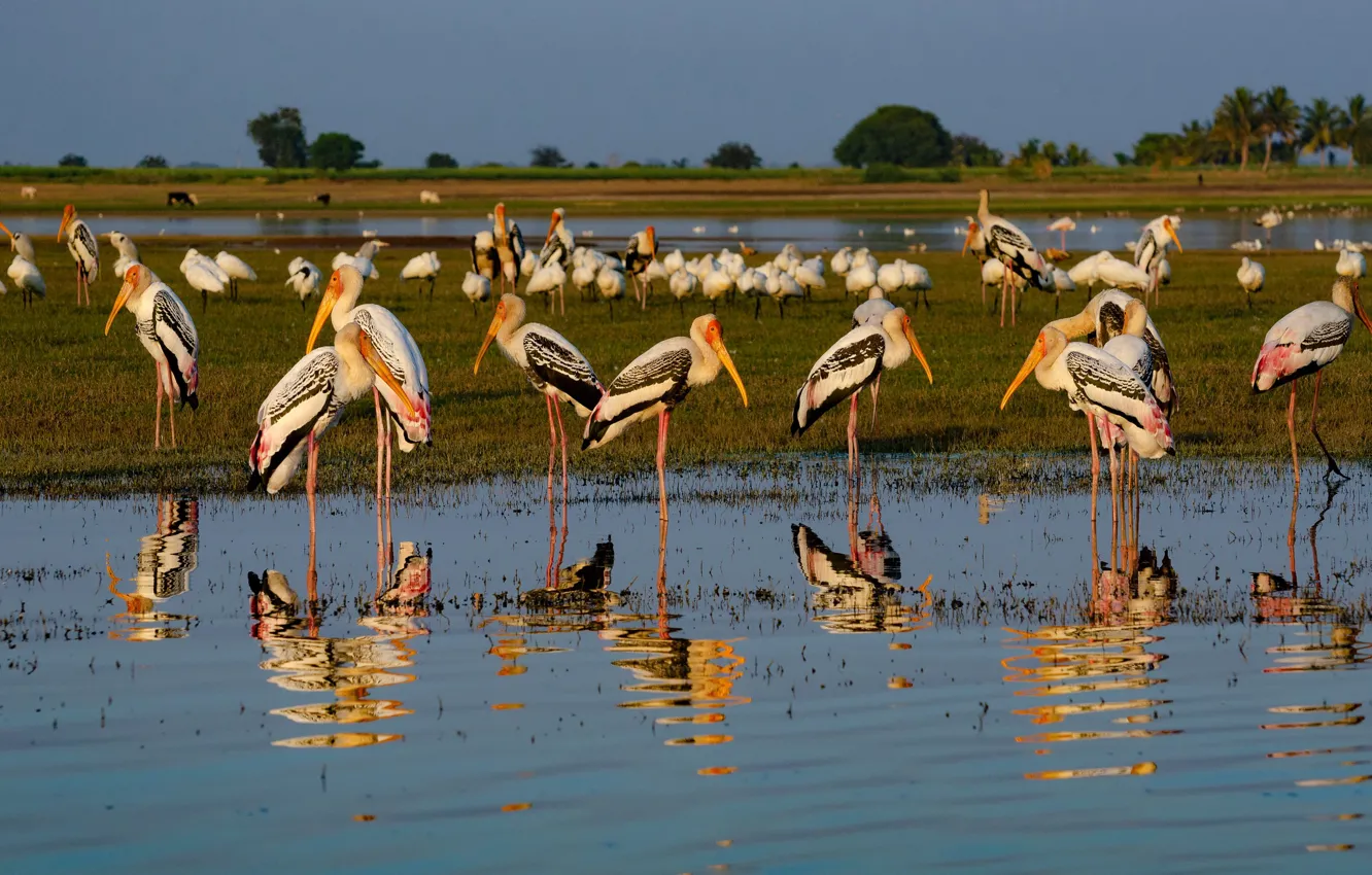 Photo wallpaper bird, pack, pond, a lot