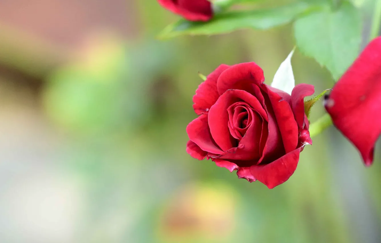 Photo wallpaper macro, roses, buds, bokeh