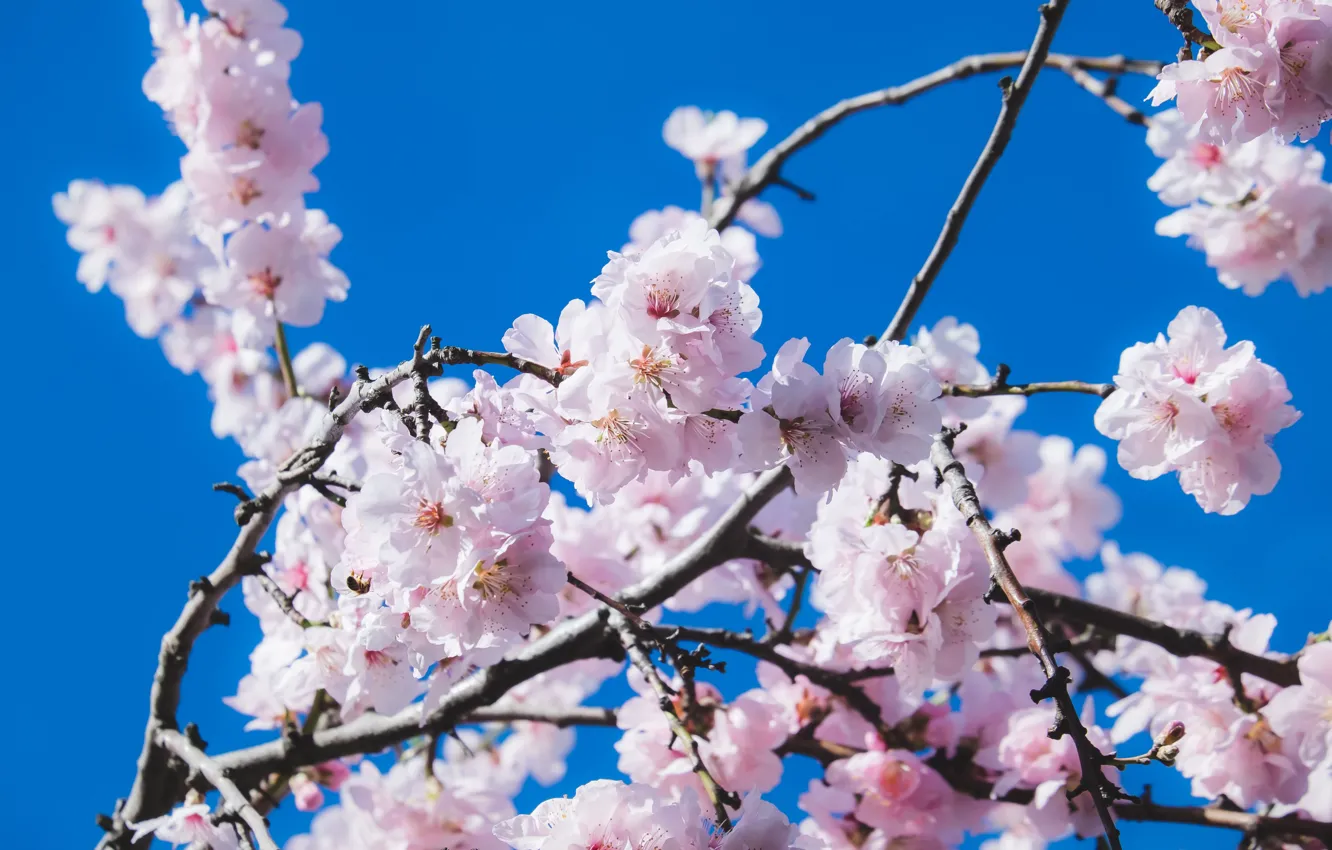 Photo wallpaper spring, Sakura, flowering