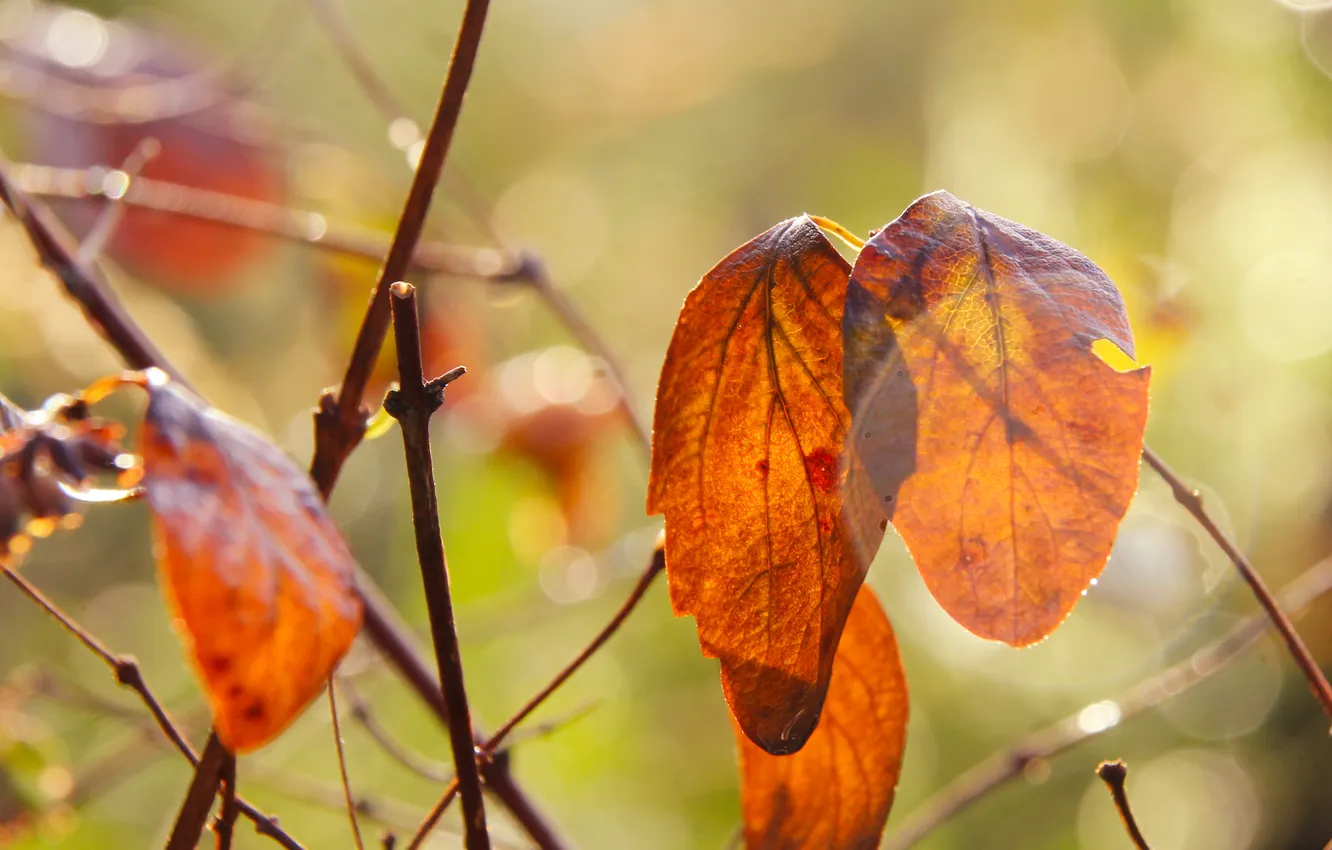 Photo wallpaper red, autumn, leafs, fall, twig