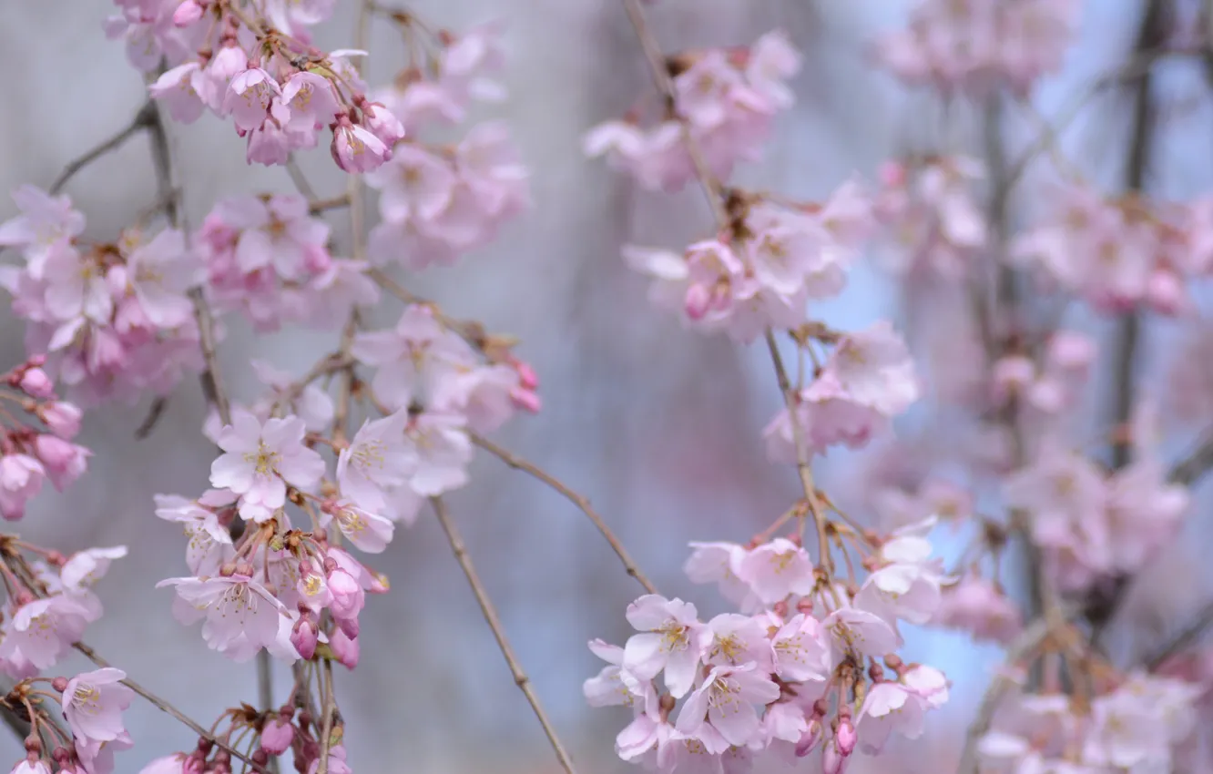 Photo wallpaper branches, spring, Sakura