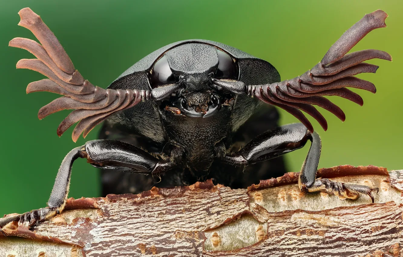 Photo wallpaper mustache, macro, background, beetle, insect, schelkun, The Nutcracker Beetle