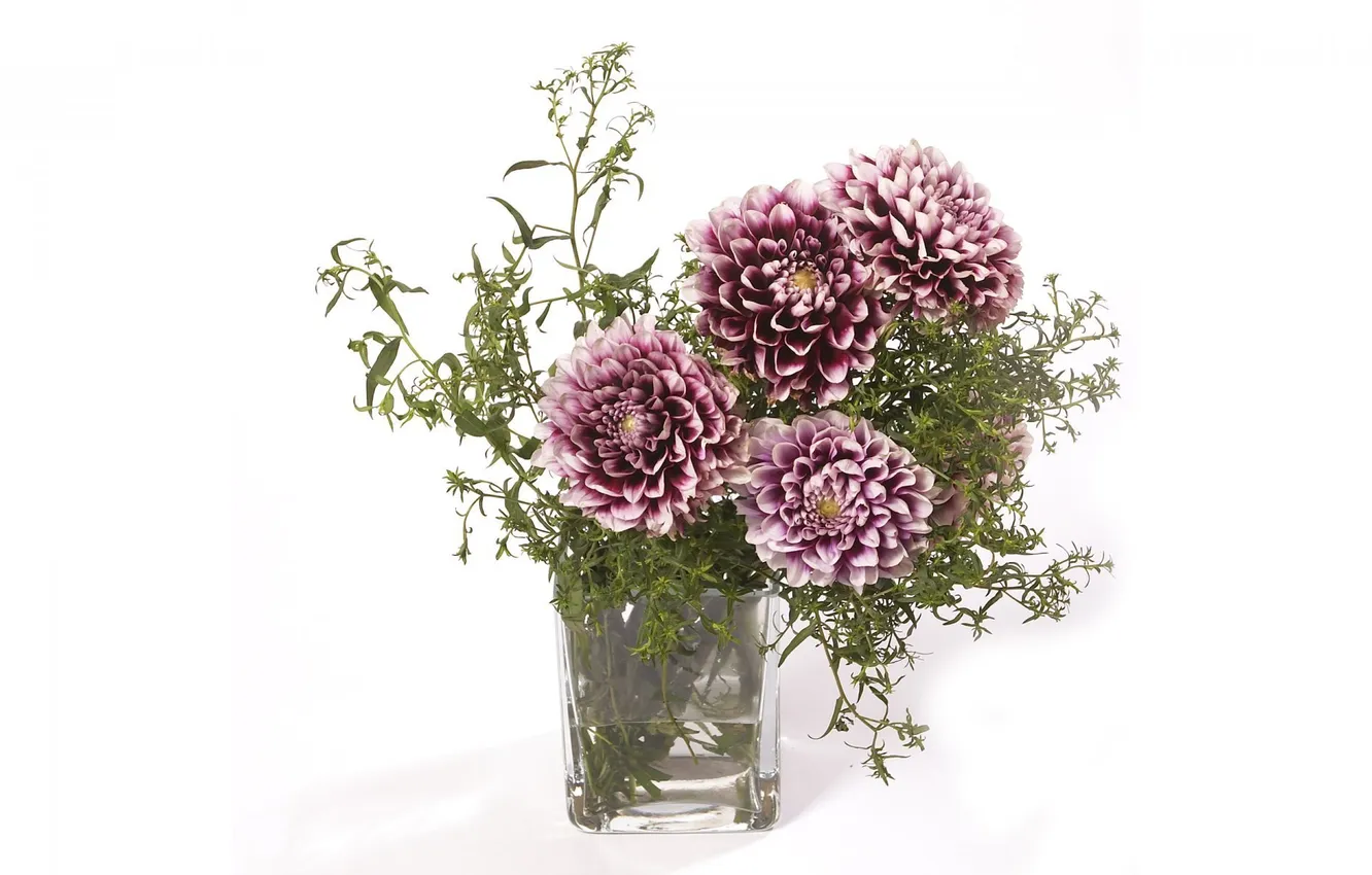 Photo wallpaper bouquet, white background, vase, dahlias