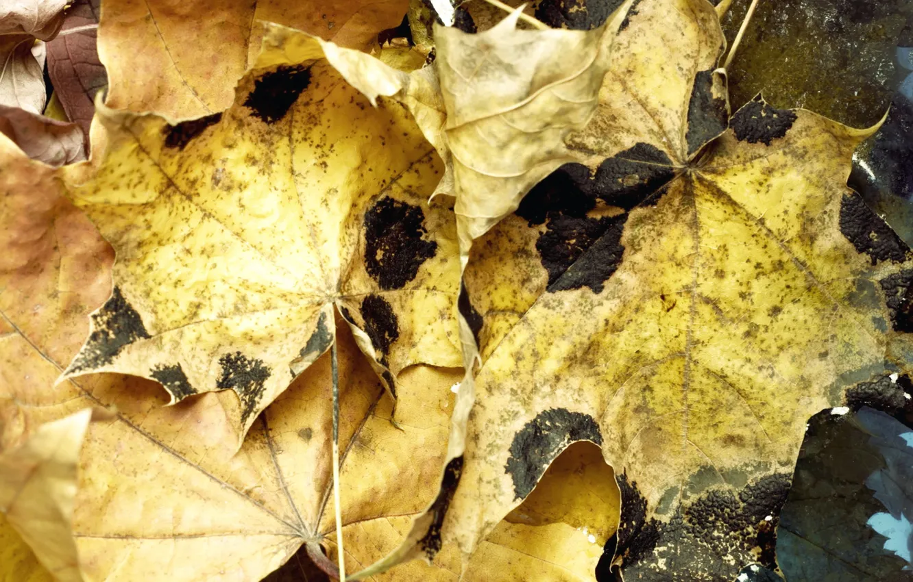 Photo wallpaper autumn, leaves, water, macro, water, autumn, leaves, macro