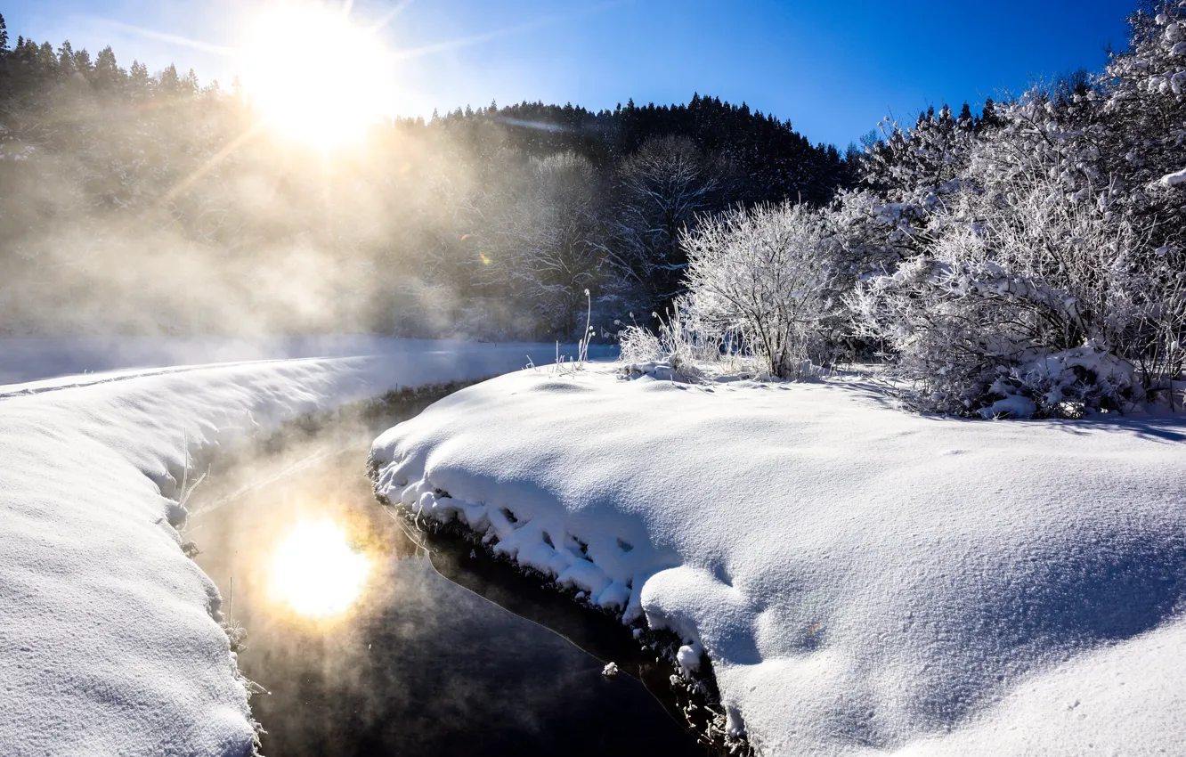 Photo wallpaper winter, frost, forest, the sun, rays, light, snow, trees