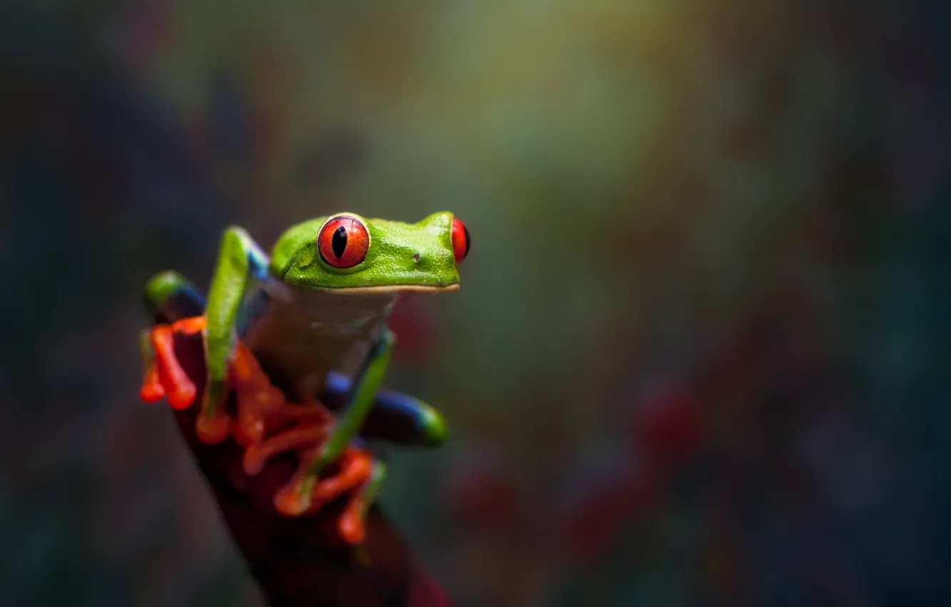 Photo wallpaper nature, frog, macro, bokeh