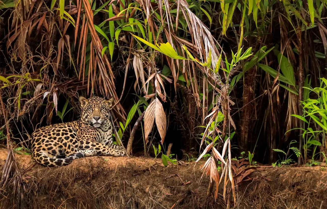 Photo wallpaper cat, Jaguar, Brazil