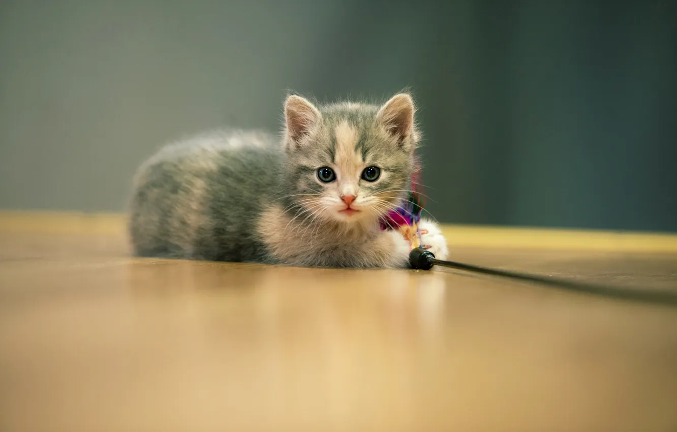 Photo wallpaper cat, look, pose, grey, wall, toy, the game, feathers