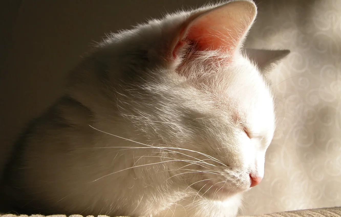 Photo wallpaper white, cat, the beauty, falls asleep