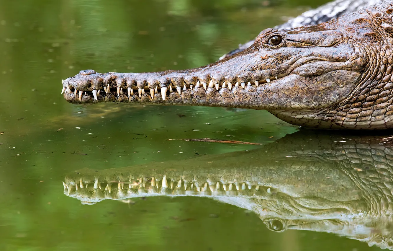 Photo wallpaper crocodile, Australia, alligator, QLD