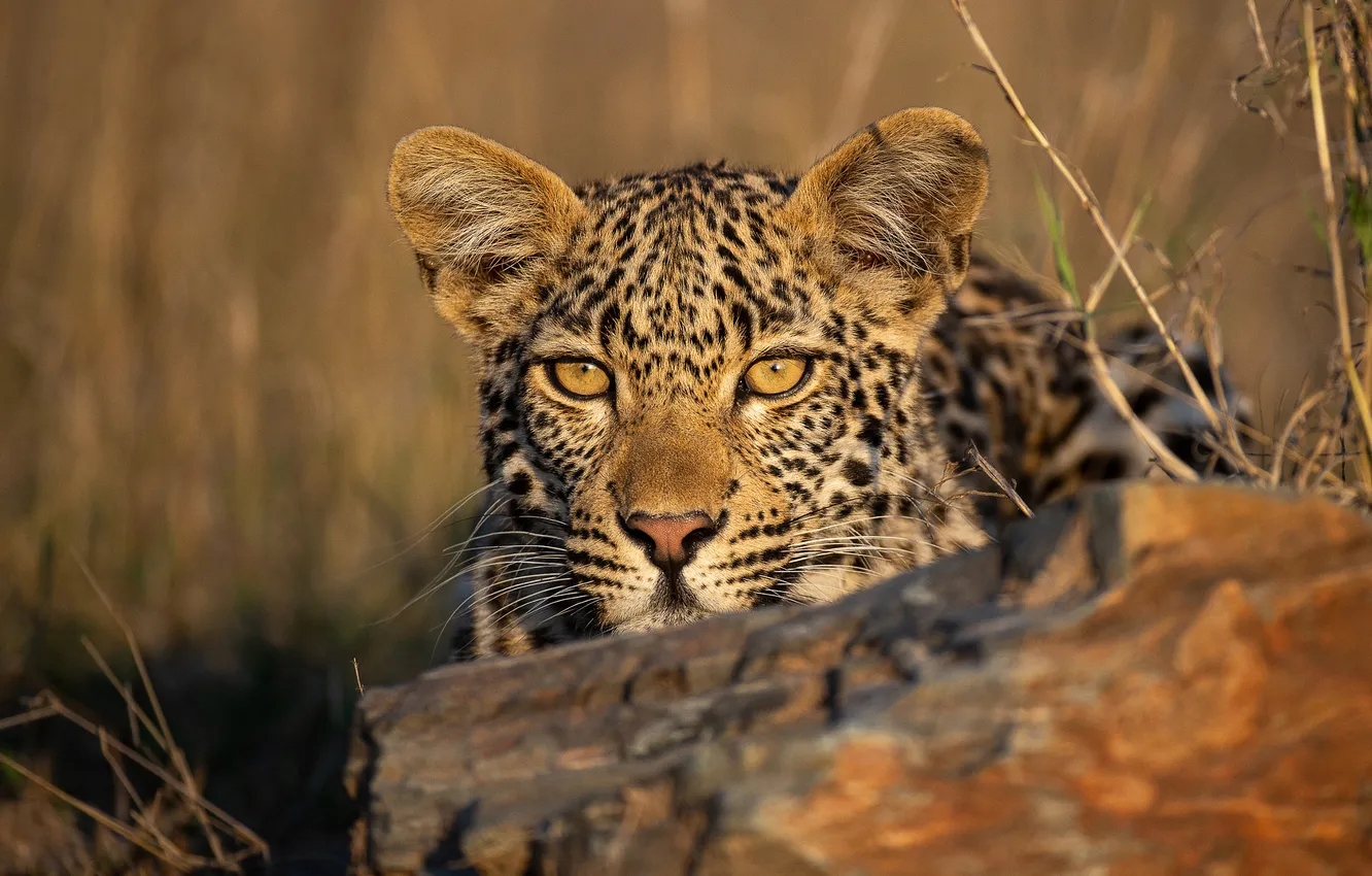 Photo wallpaper look, face, portrait, leopard, log