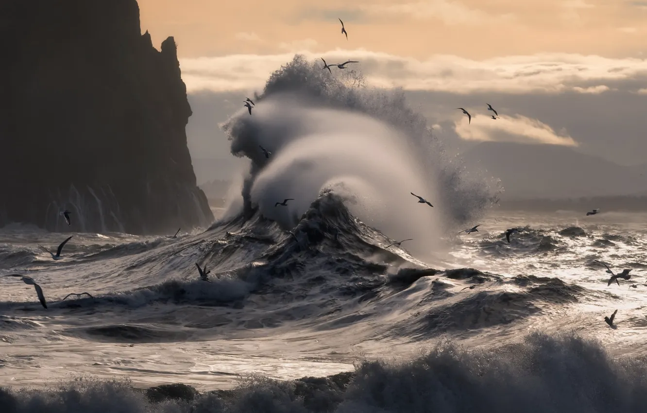 Photo wallpaper sea, wave, birds, rocks