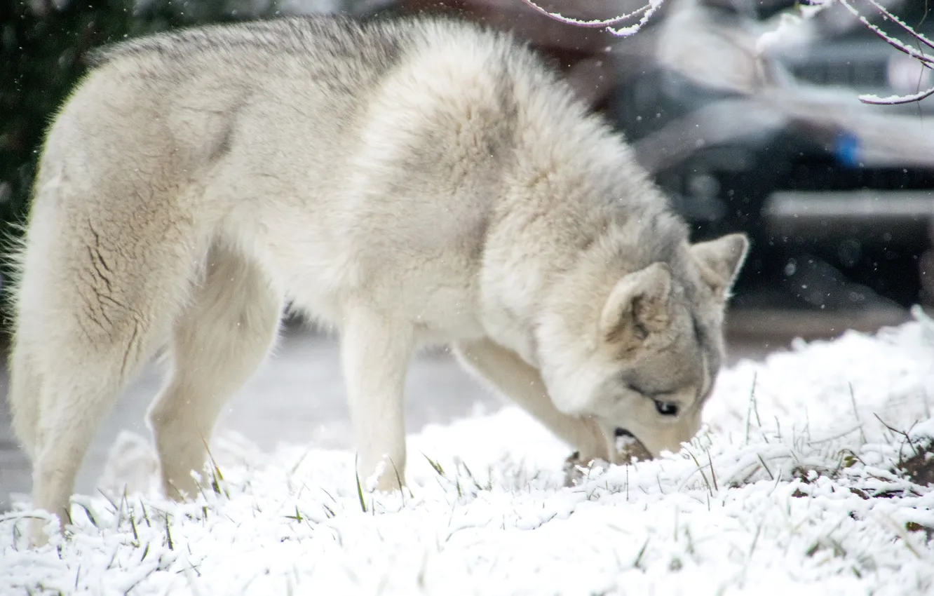 Photo wallpaper fantasy, nature, art, snow, predator, face, animal, wolf