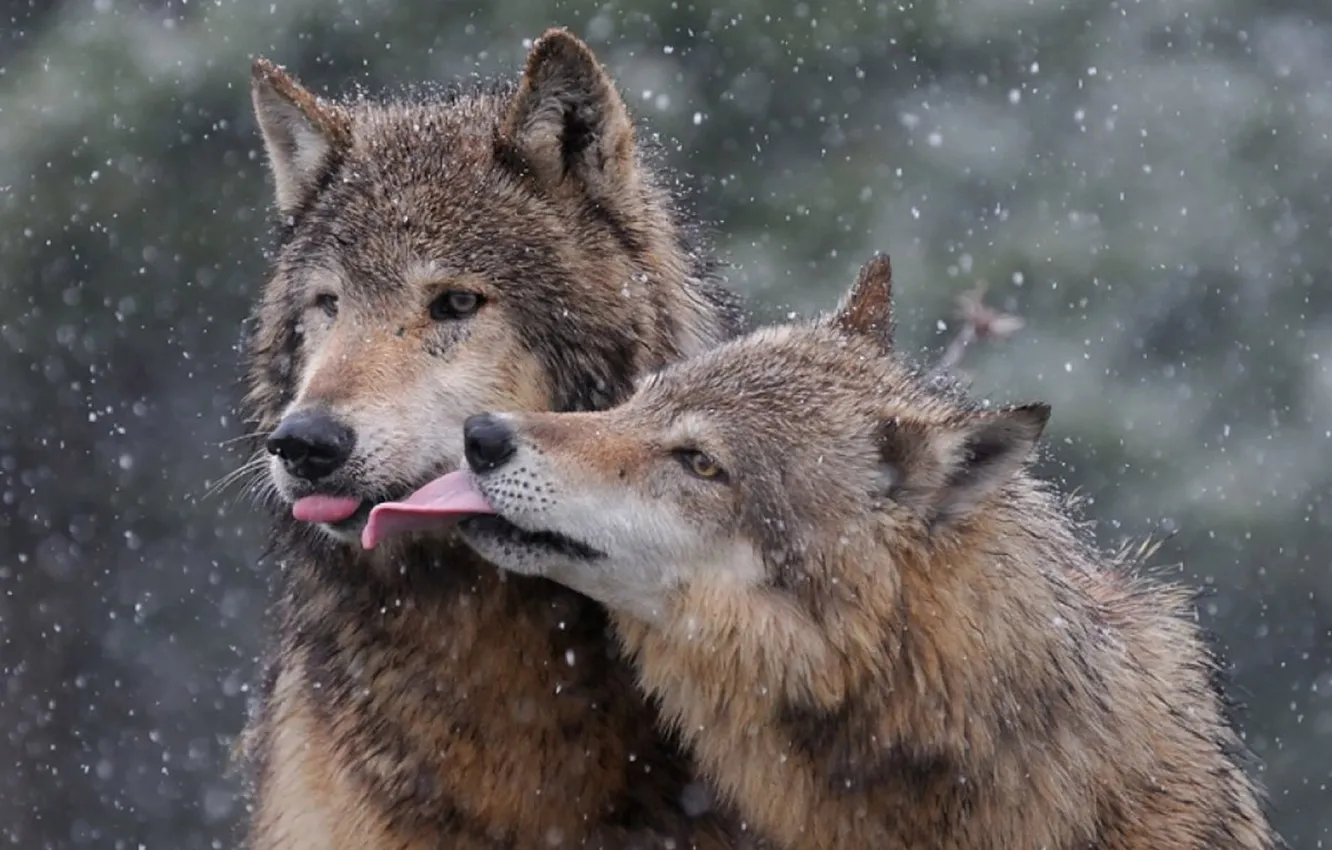 Photo wallpaper nature, predator, animal, wolf, wildlife, portrait, portrait., Canis lupus. face