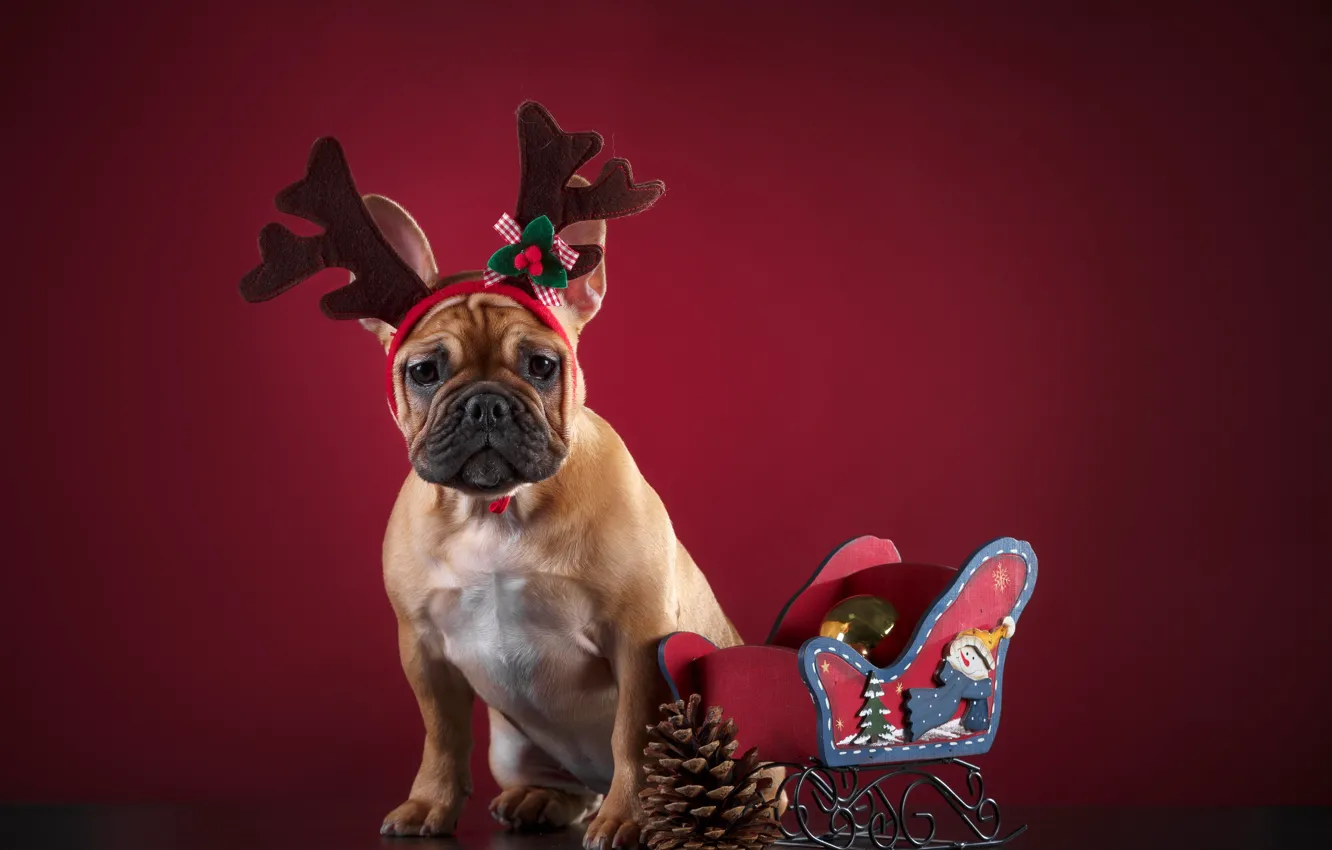 Photo wallpaper background, deer, sleigh, horn, dog