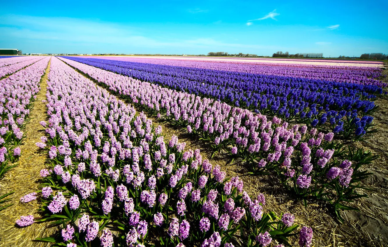 Photo wallpaper field, flowers, spring, purple, pink, plantation, hyacinths