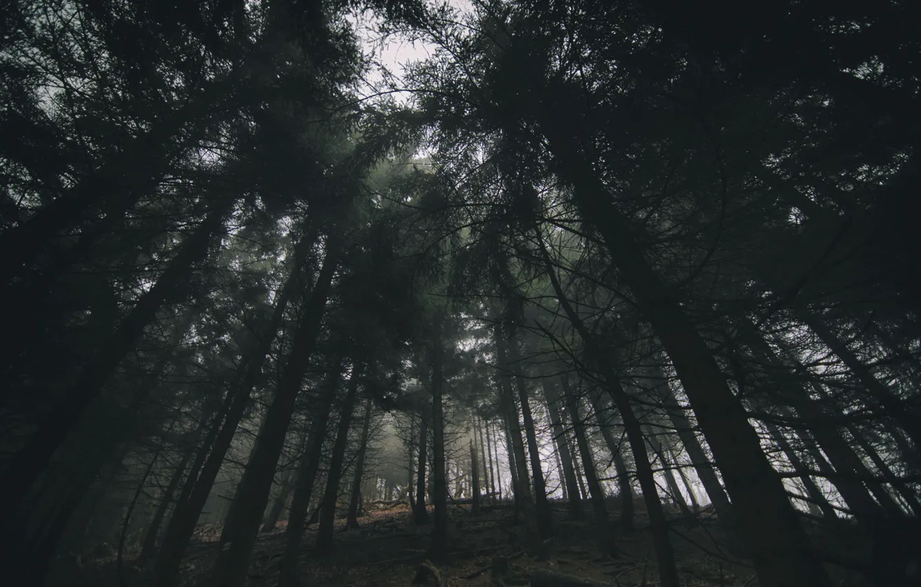 Photo wallpaper forest, trees, nature